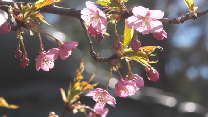 中山法華経寺の河津桜＊マンサク＊ヤマガラ