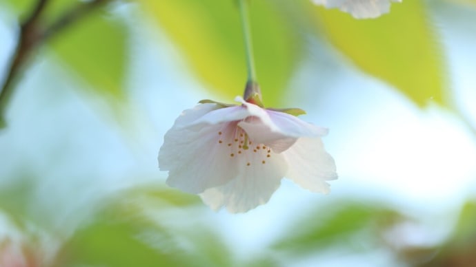 「大島桜/おおしまざくら×1枚。」