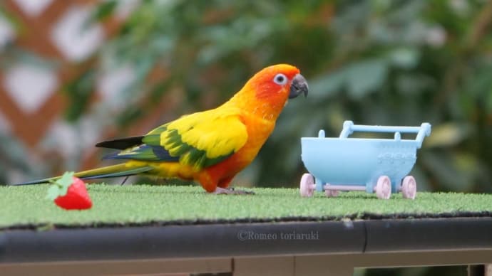 インコのイチゴ狩り