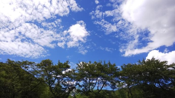 ひまわり母さん