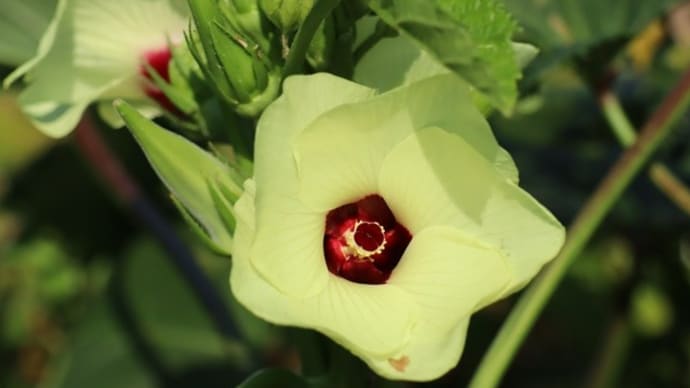 オクラの花咲くベジタブルガーデン!