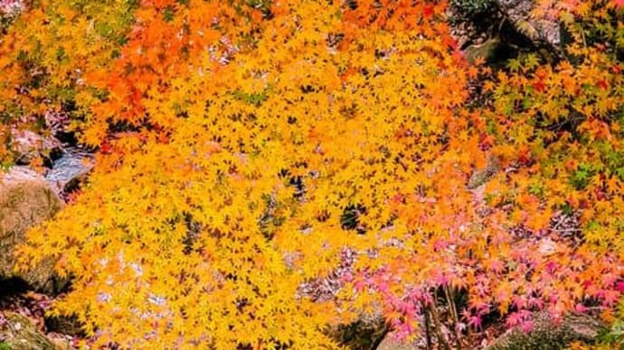 【名残の紅葉@ご近所】