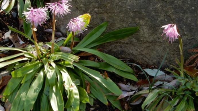神社境内の植物(山野草ほか…)