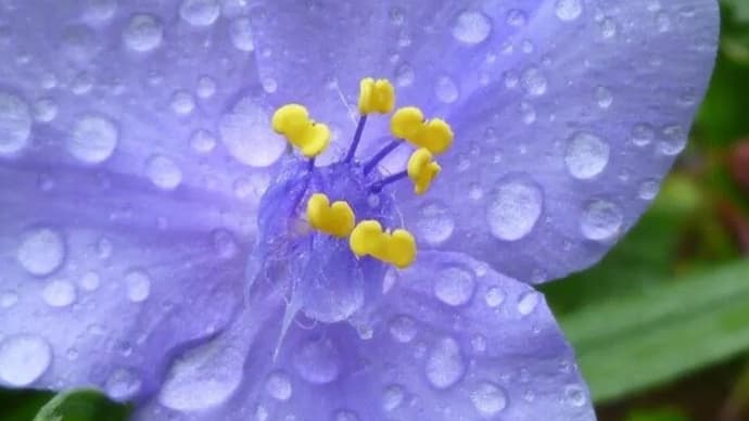 五月雨の紫ツユクサ