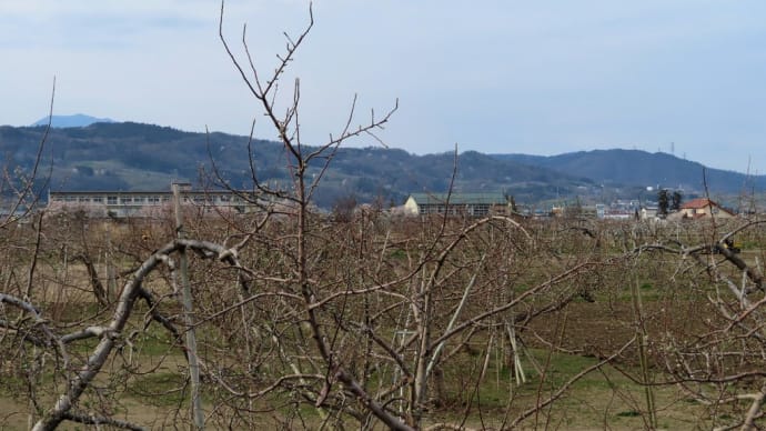 【写真】被災地のりんごの木