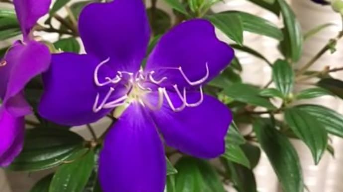 春の球根 植え付け