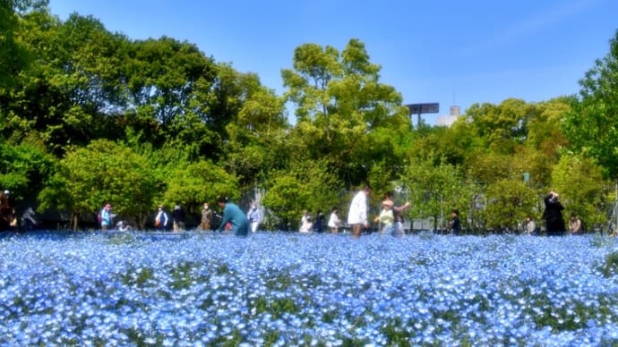 色んな風景~長居植物園・ネモフィラ祭り~