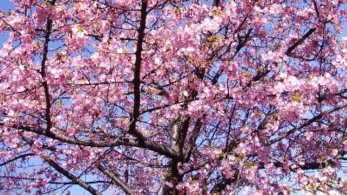 2023年 2月26日(日)の「墨田区立旧中川水辺公園」(2)