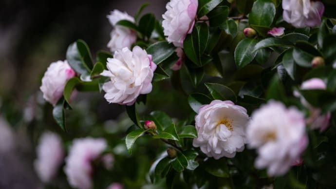 八重咲き山茶花