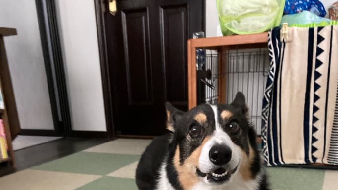 20230502の猫たちと時々犬