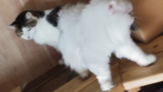 アップデートができず…😖💧