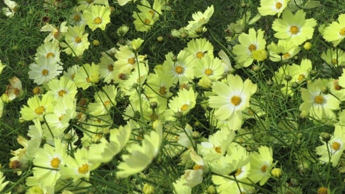 久しぶりに植物園へ・・・