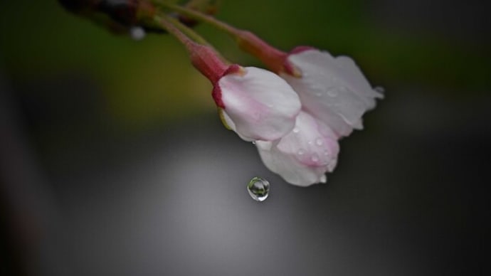 春の雨