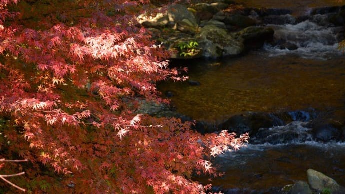 北茨城の花園渓谷紅葉情報