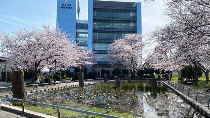 旧相模川橋脚の桜 その2(桜2022)