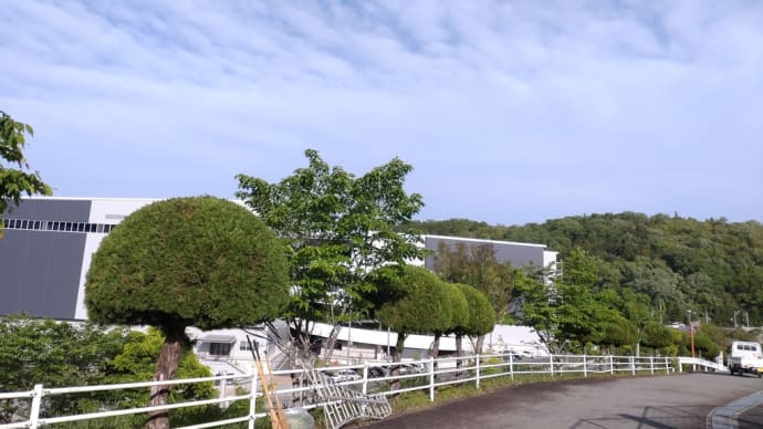 カイヅカイブキの刈り込み③