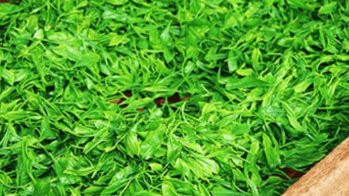 昨日は緑茶の日だったようですね