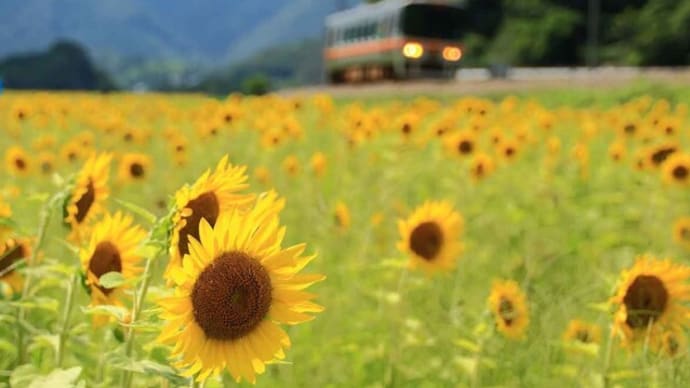ひまわり畑を横目に走行する JR姫新線(兵庫県)