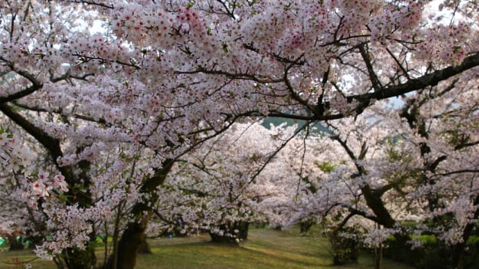 桜の花びらが舞う中のお花見