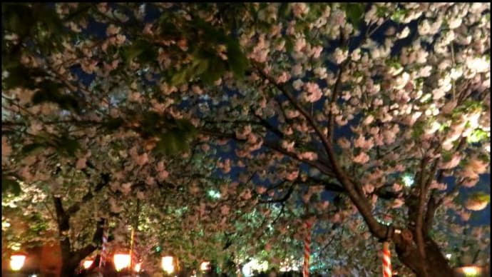 大阪造幣局の夜桜　２０１６