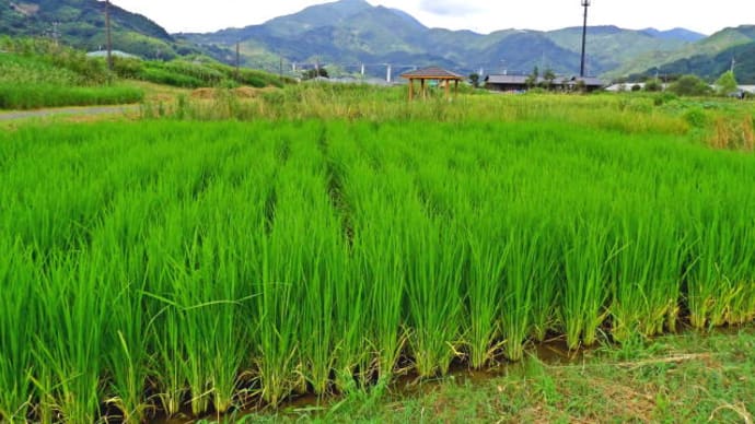 イネの花と周辺の野草