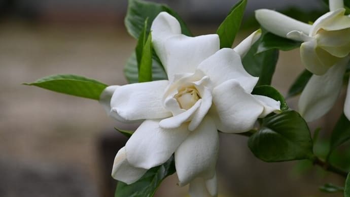クチナシの花 いろいろ