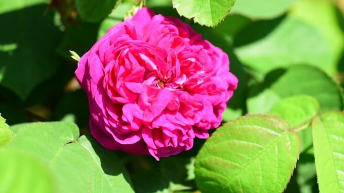 ローズ・ドゥ・レッシュ　Rose de Rescht. 【P】