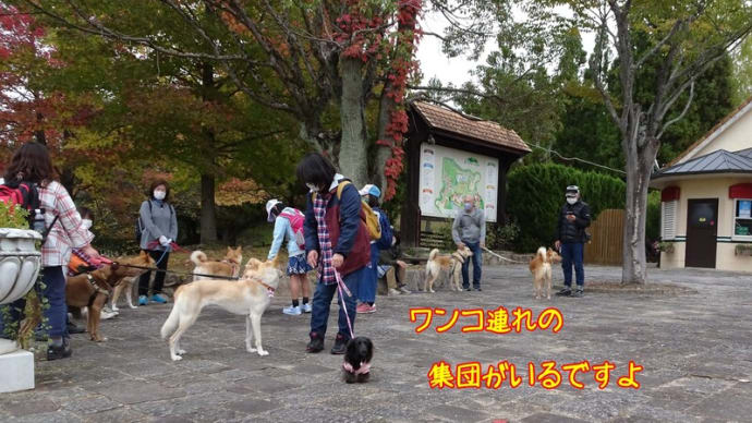 ドイツの森でランラン