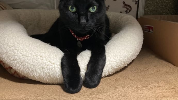枕元の黒猫