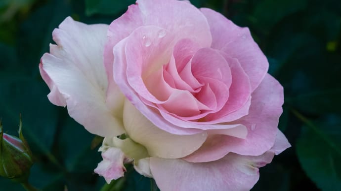 E-M1 バ ラ の 花
