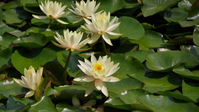 睡蓮と花菖蒲（明治神宮御苑）