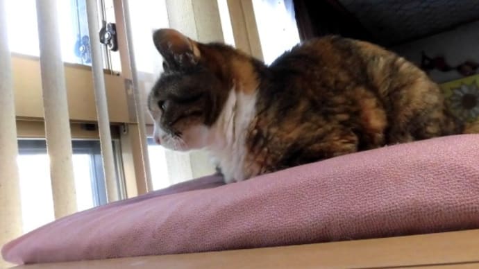 19歳頃まで高い所が好きだった長寿猫ハッピー