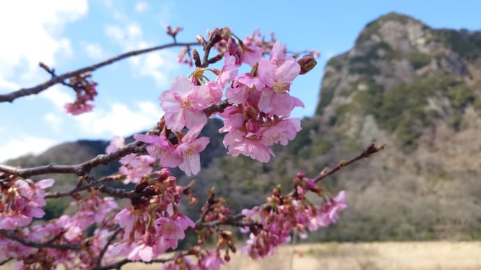 城山さくらが満開だった【長嶋茂雄ランニングロード】です。