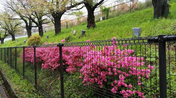 八重の桜も満開だ