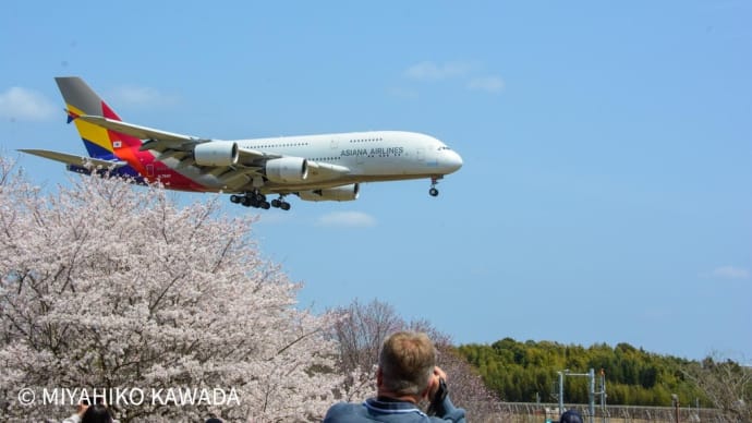 桜に誘われ桜の丘に