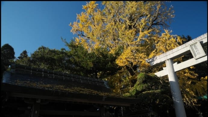生目神社の大イチョウ