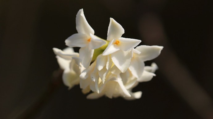 白花ジンチョウゲ、ゴモジュ - 安城デンパーク
