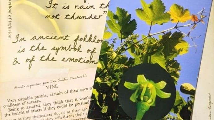 Vine