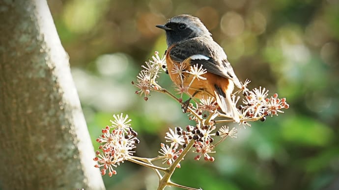 11月中旬の野鳥観察記:ジョウビタキ、ホオジロ、ミヤマホウジロなど