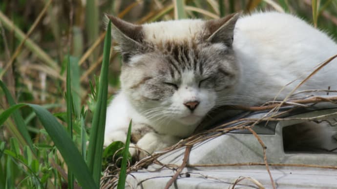 散歩で猫 #83