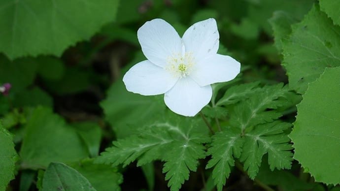 花に癒される