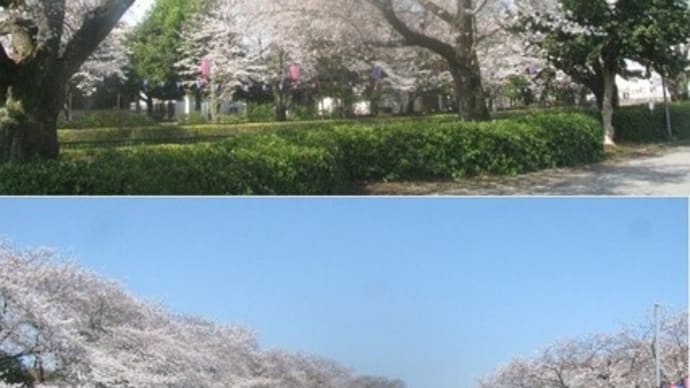 『館林鶴生田川のさくらと鯉のぼり(全体)』