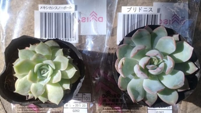 2025年2月・購入したDAISO多肉植物