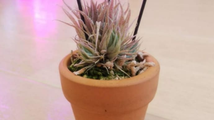 Tillandsia sprengelianaって意外と丈夫。
