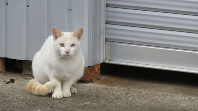 散歩で猫 #90