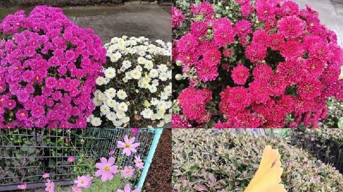 庭にも秋の花たち・黄色の絨毯が見たいけれど