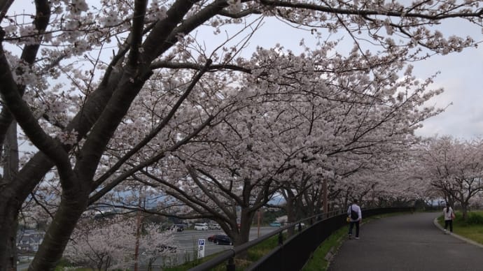 またしても桜🌸そして粉もの