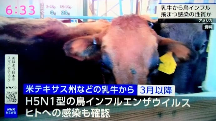 米国・テキサスで「H5N1型鳥インフルエンザ」発生!・・・「もしかして、GM・ビル・ゲイツ株ですか?!」・・・「人にも感染!」しているようだ!。