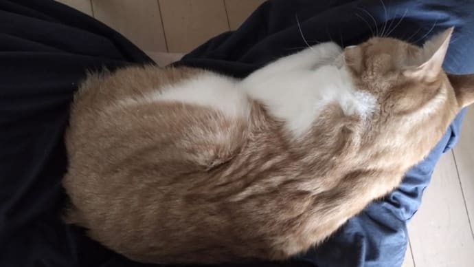 睡眠と食事
