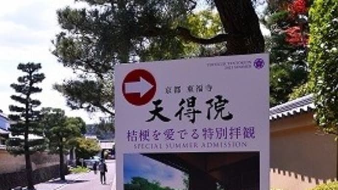 東福寺塔頭 天徳院の 桔梗(ききょう)
